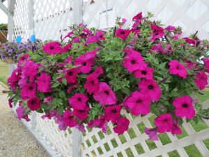 SURFINIA SUMO® Plum