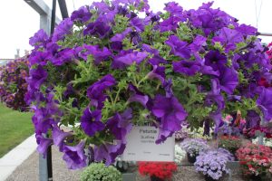 SURFINIA® TRAILING Giant Blue