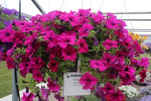 SURFINIA® TRAILING Giant Purple