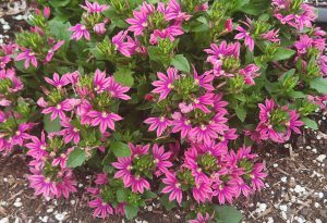 SURDIVA® Fashion Pink Improved