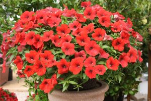 Surfinia Deep Red
