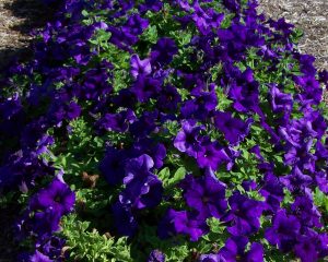SURFINIA® TRAILING Giant Blue