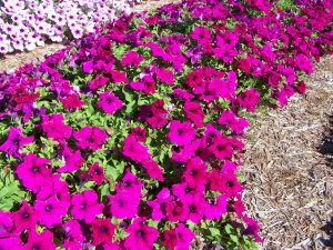 SURFINIA® TRAILING Giant Purple