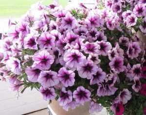 Surfinia Heavenly Amethyst Burst