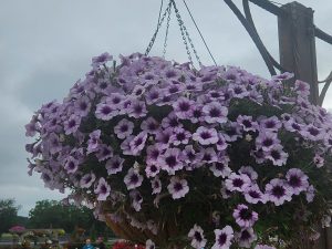 SURFINIA® Heavenly Amethyst Burst
