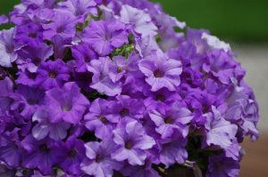 Surfinia Heavenly Blue