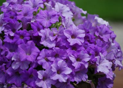 SURFINIA® Heavenly Blue