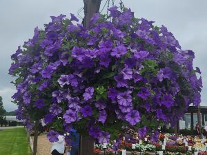 Surfinia Heavenly Blue