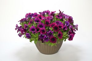 Surfinia Heavenly Cabernet
