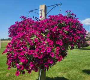 Surfinia Heavenly Cabernet