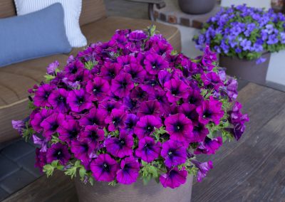 SURFINIA® Heavenly Cabernet