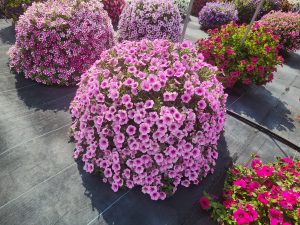 SURFINIA® TRAILING Pink Veined
