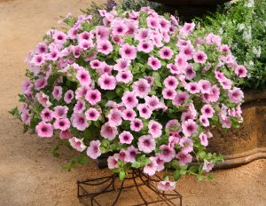 SURFINIA® TRAILING Pink Veined