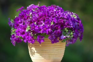 SURFINIA® TRAILING Purple Majesty