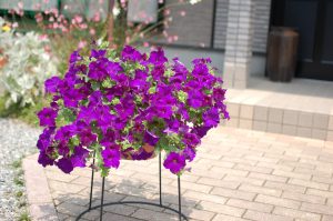 SURFINIA® TRAILING Purple Majesty