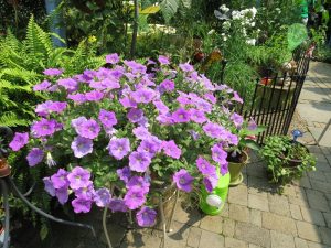 SURFINIA® TRAILING Sky Blue