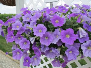 SURFINIA® TRAILING Sky Blue