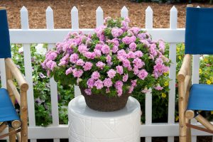 SURFINIA® SUMMER DOUBLE™ Pink