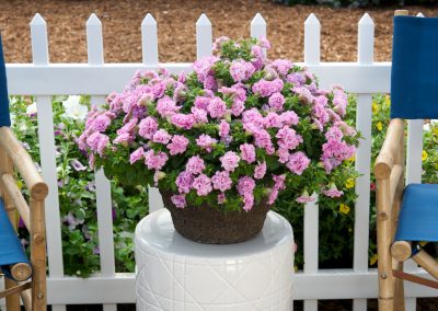 SURFINIA® SUMMER DOUBLE™ Pink