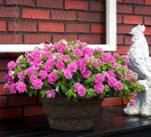 SURFINIA® SUMMER DOUBLE™ Rose