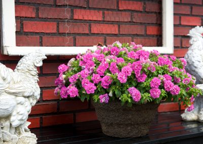 SURFINIA® SUMMER DOUBLE™ Rose