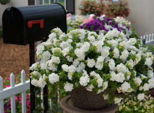 Surfinia Summer Double White