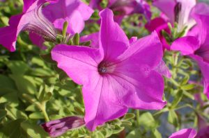 Surfinia Sumo Bold Lilac