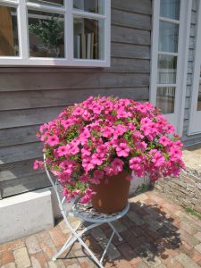 Surfinia Sumo Pink in Container