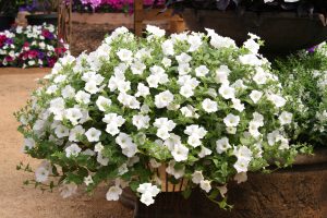 SURFINIA® TRAILING White Improved
