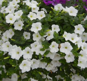 SURFINIA® TRAILING White Improved